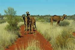 Guarding a remote desert track Great Victoria Desert