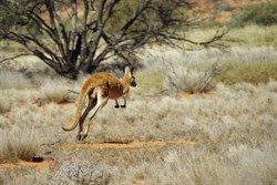 A big red on the hop