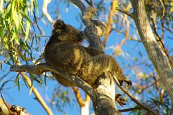 It is a tough life in Renmark