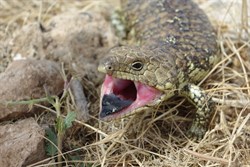 Blue tounge lizard - Flinders Ranges
