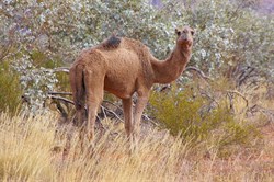 Camel on the Great Central Road