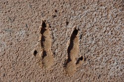Roo imprints on a salt lake, Lake Rason Road