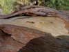 Taken at Galvin's Gorge, Gibb River Road, 31 Aug 2009