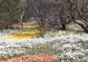WA wildflowers