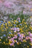 WA wildflowers