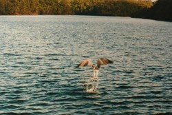 Sea Eagle with fish