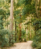 Track through Satinay Forest
