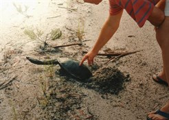 Freshwater turtle laying eggs