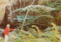 King Fern, Carnarvon Gorge