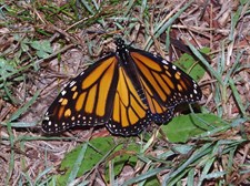 butterfly