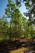 the walking track