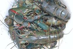live redclaw in the bucket