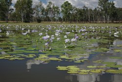 waterlilies on the lake