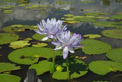 majestic waterlilies