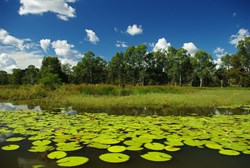 lake with water lilies
