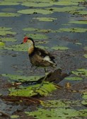 jacana on the leaves