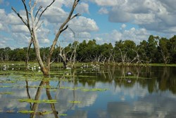 dead tree reflections