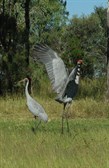 pair of brolga
