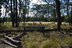 walking through to Wilga campsites