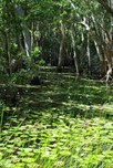 waterlilies on Keating's Lagoon