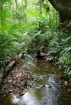 walking in the rainforest