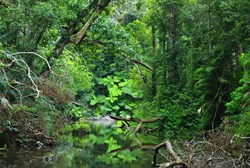 creek along the track