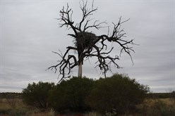 Eagles Nest