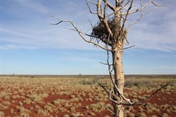 Nest