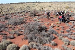 Circle of dead spinifex