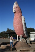 Big Galah - the pink one!