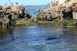 Coffin Bay - seals