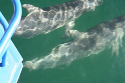 Coffin Bay - Dolphins
