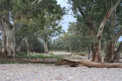 Creek near Blinman