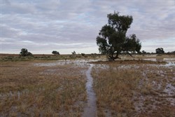 Overnight, the advansing waters of the Cooper gained another 200 metres in width