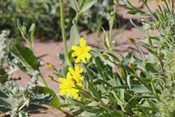 Wildflowers on the banks of the Cooper