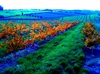 McLarenvale - out and about