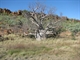 Boab tree Victoria River