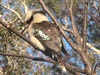 one of the locals