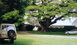 big tree near Ingham