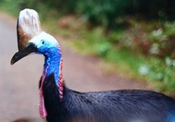 cassowary