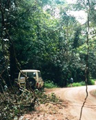 rainforest