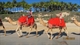 Trav and jas on the Camel Ride