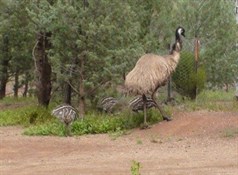 085 ... and an emu mum and her huge chicks
