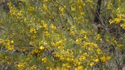086 Yellow flowers (!)