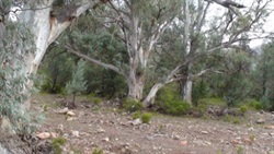 087 Dried creek bed with old gums (dentures required).JPG