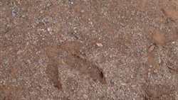 088 Emu footprint about 30cm long (for kicking  down dunny doors)