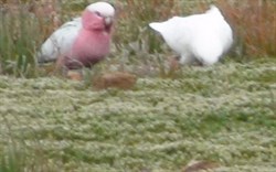 089 Cockatoo and Galah arguing re seeds