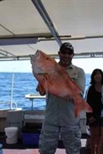 Alex's (or Toni's?) Red Emperor