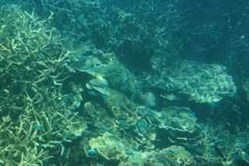 The Ningaloo Reef