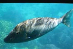 Spangled Emperor (glass bottom boat)